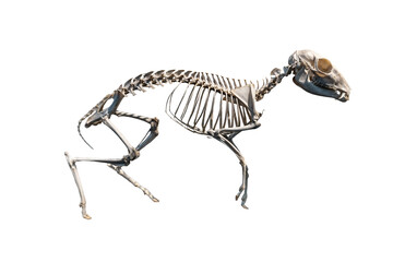 Animal full body skeleton Lesser Mouse Deer or chevrotain - Tragulus javanicus isolated on transparent background or png file.