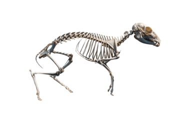 Animal full body skeleton Lesser Mouse Deer or chevrotain - Tragulus javanicus isolated on transparent background or png file.