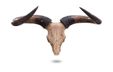 Fototapeta premium Animal skull Kouprey - Bos Sauveli isolated on transparent background or png file.