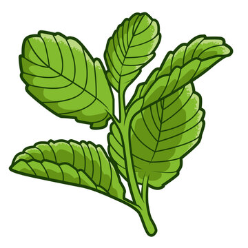 Frische gr&uuml;ne Minzbl&auml;tter mit kr&auml;ftiger Textur und detaillierter Zeichnung auf wei&szlig;em Hintergrund, ideal f&uuml;r kulinarische und botanische Designs.