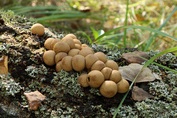 Puffball mushrooms (lat. Lycoperdon) grow on an old fallen birch tree among moss