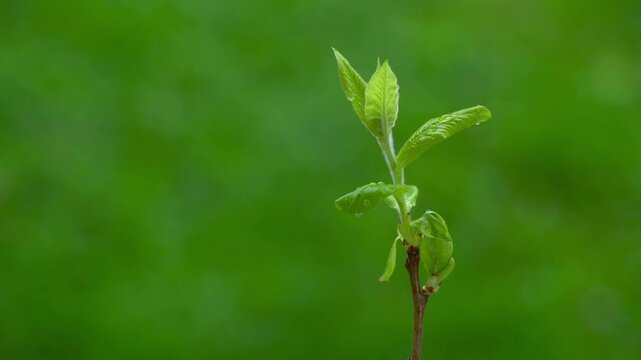 Medlar, beginning of leafing, raindrops, spring (Mespilus germanica) - (4K)