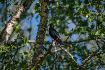 blackbird on tree