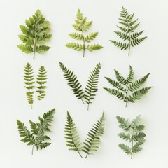 Botanical Study: A Collection of Fern Fronds Displayed on a Clean, Minimalist White Background