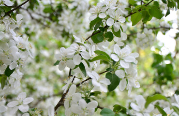 a close up of apple tree in bloom with delicate white flowers wallpaper