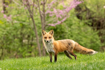 Red fox (Vulpes vulpes); Lincoln, Nebraska