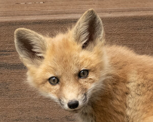 Red fox (Vulpes vulpes); Lincoln, Nebraska