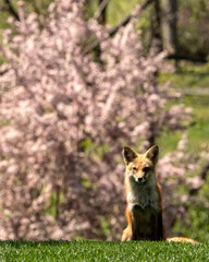 Red fox (Vulpes vulpes); Lincoln, Nebraska