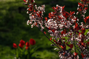 Sand cherry and tulips in the early morning; Lincoln, Nebraska