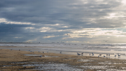 Seagulls on IJmuiden Beach with Dramatic Sky and Waves