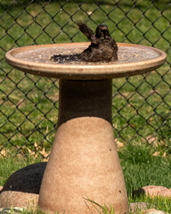 Bird taking a bath; Lincoln, Nebraska