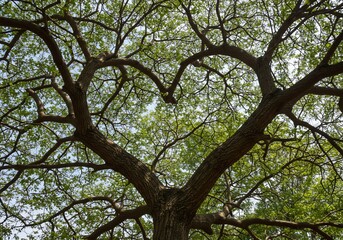 Fototapeta premium Heart-shaped Tree Branches Sunlight Canopy. AI Generated