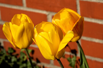 Tulips blooming in the spring; Lincoln, Nebraska 