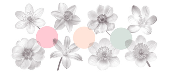 Vintage spring flowers set. Collage flowerheads in top view with a minimalism aesthetic. Retro bitmap scrapbooking style with dotted element. Trendy stickers with photocopy effect.