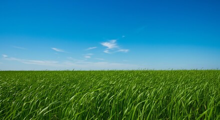 Obraz premium Vibrant green field gently swaying under bright sun. AI Generated