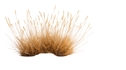 Dry grass bush on a transparent background, cut out transparent