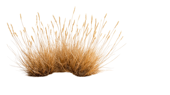 Dry grass bush on a transparent background, cut out transparent