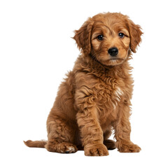 A  cute and cuddly labradoodle puppy sitting with fluffy golden brown fur and floppy ears isolated on a transparent background