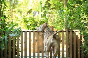 smart and cute pitbull in garden nature, dog