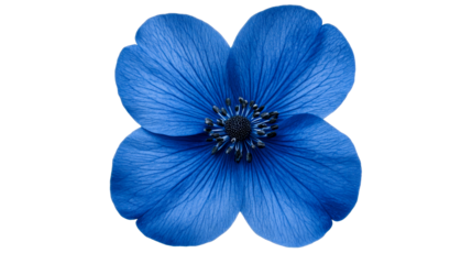Anemone Flower, four petals, blue, bloom, macro, petals, cut out transparent
