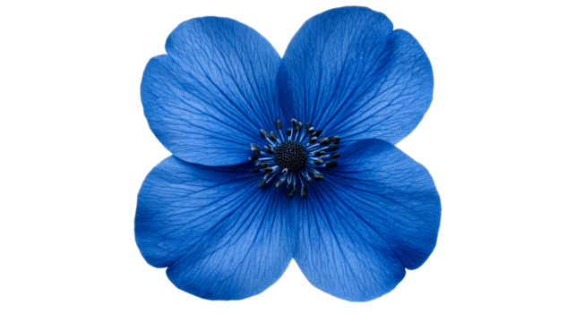 Anemone Flower, four petals, blue, bloom, macro, petals, cut out transparent