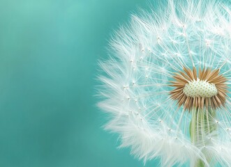 Beautiful dandelion close-up on a green background, with pastel blue and white colors, captured through macro photography, with blurred edges, creating a beautiful background for design work or as an 