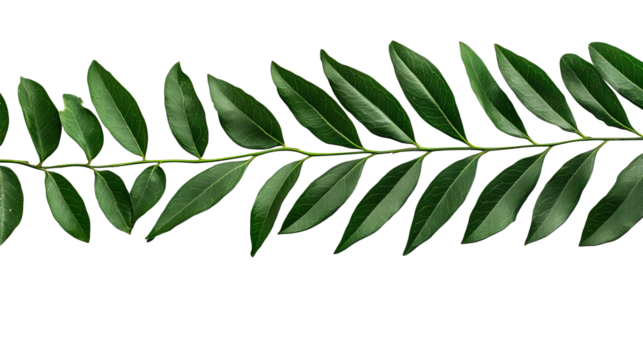 Green Leaf Branch, Cutout, Transparent