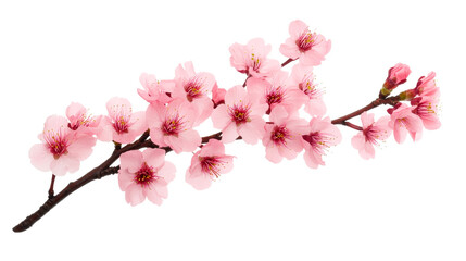 Blooming cherry blossom branch, spring pink flowers, isolated , cut out transparent