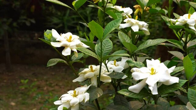 Togor phul or Crape Jasmine flower blooming during spring season 1