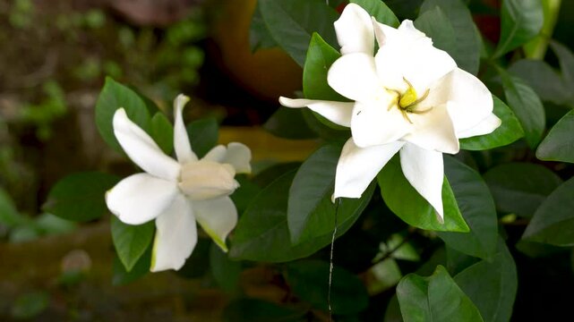 Togor phul or Crape Jasmine flower blooming during spring season 1