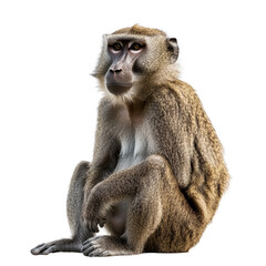 Obraz premium Thoughtful monkey sitting on white background