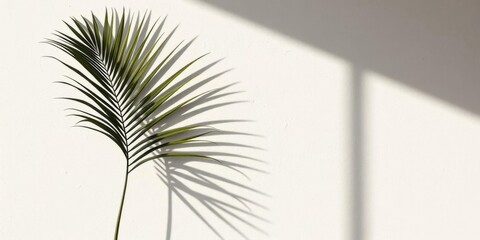Obraz premium Minimalist palm shadow on textured plaster wall; summer boho home product display, minimal design, home decor
