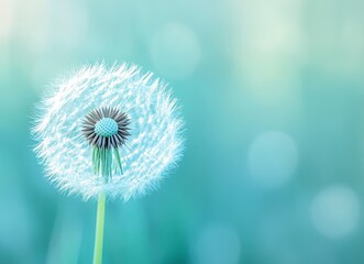 Fototapeta premium Beautiful dandelion on a green background, close-up, macro photography, stock photo, soft blue and white color palette, minimalistic. 