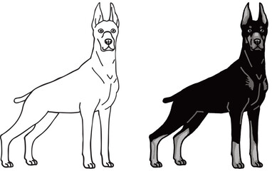 ドーベルマン　dorberman　犬のイラスト塗り絵