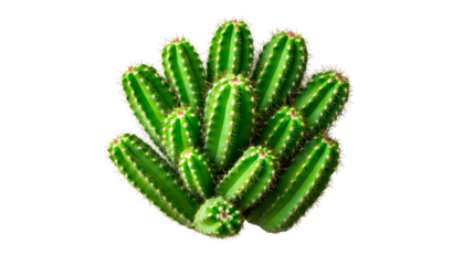 Multiple green cactus plant on a black background, cut out transparent