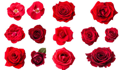 Red Roses Blooming, Isolated on Black Background, cut out transparent