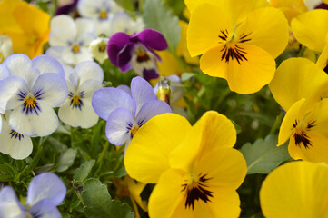 A vibrant display of yellow, purple, and white pansies in full bloom creates a cheerful garden scene.
