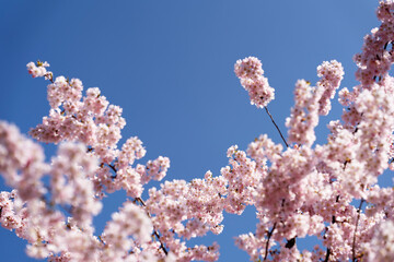 Fr&uuml;he Zierkirsche Accolade - Kirschbaum im Fr&uuml;hling mit  Rosa Bl&uuml;tenpracht unter blauem Himmel