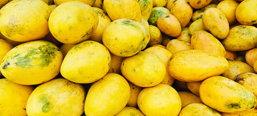 A pile of delicious ripe mangoes open sell in Indian market.