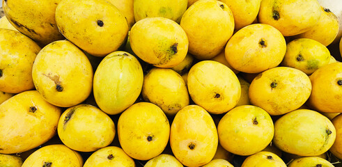 A pile of delicious ripe mangoes open sell in Indian market.