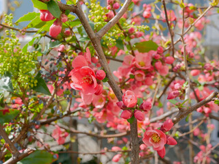 A Chaenomeles speciosa blooming bush