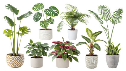 Obraz premium Different indoor houseplants isolated on png background