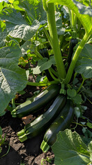 Organic ZP Zucchini Plant in Sunlit Garden Displaying Healthy Growth