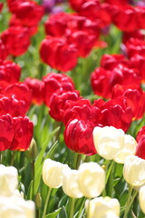 春の息吹を感じさせる、赤と白のチューリップが咲き誇る美しいコントラスト