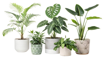 Obraz premium Different indoor houseplants isolated on png background