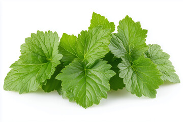 Cilantro leaves showcasing vibrant green freshness for culinary delights