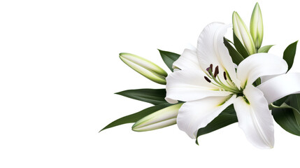 Fototapeta premium White lily flower, buds and green leaves against black, cut out transparent