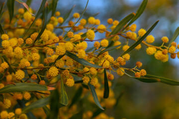 Vibrant yellow blooms capture sunlight in a serene garden during a tranquil afternoon in late spring