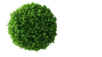 Round bush isolated, leafy sphere shape of plant, cut out transparent