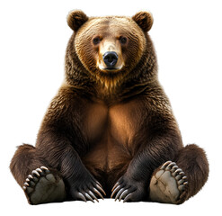 Fototapeta premium A bear is sitting down, with a transparent background 